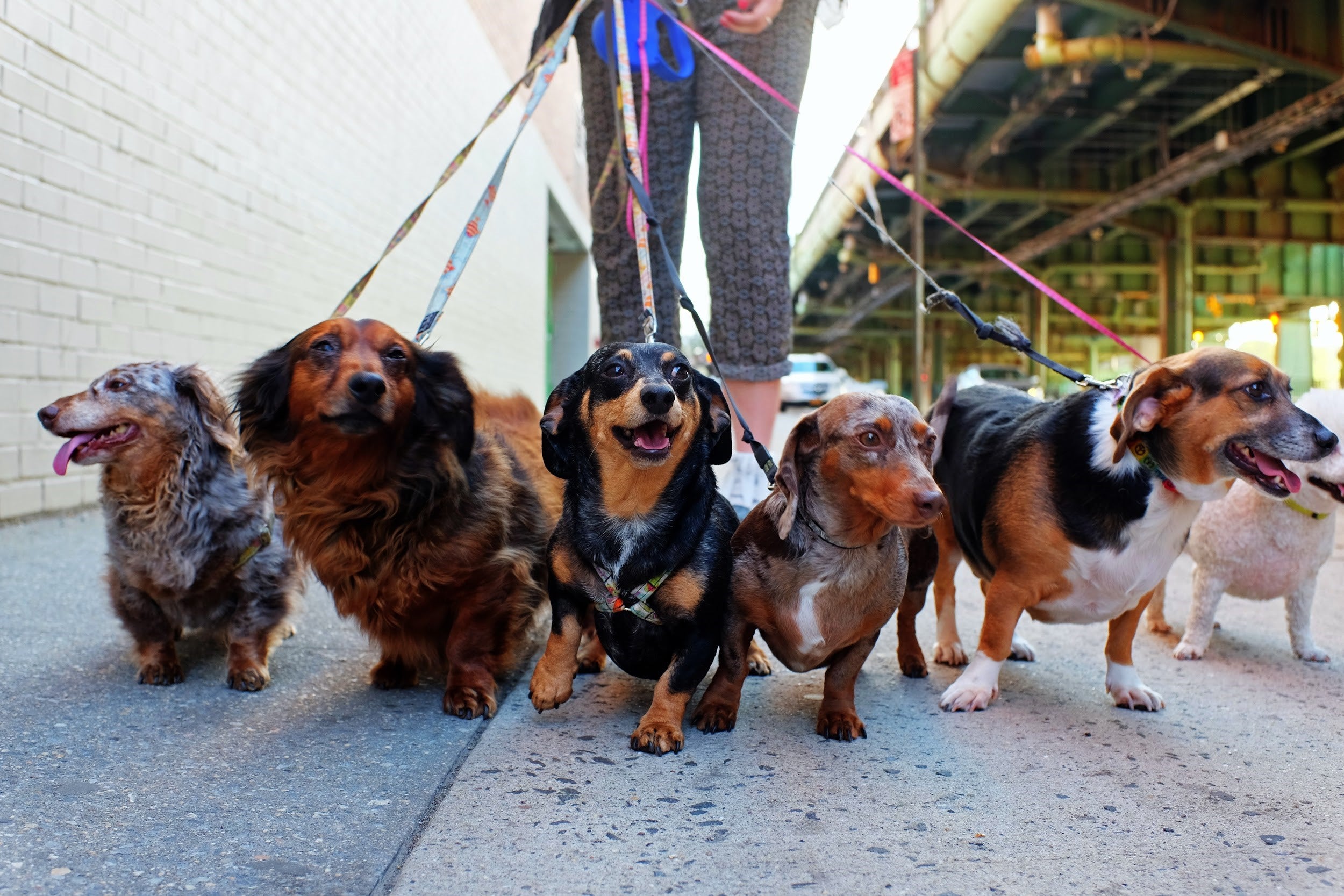 Best in Show: The UK’s Most Dog Friendly Cities