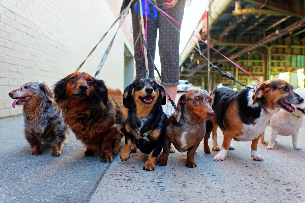 Best in Show: The UK’s Most Dog Friendly Cities